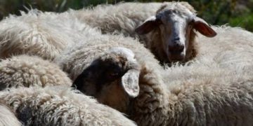 Δ. Ελλάδα-Πανώλη: 280 ζώα θανατώθηκαν σε Ηλεία & Αιτωλοακαρνανία