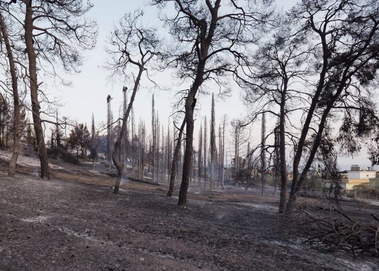 Αλποχώρι Πύργου: 25.000 ευρώ δίνει το Υπουργείο για απομάκρυνση καμένων