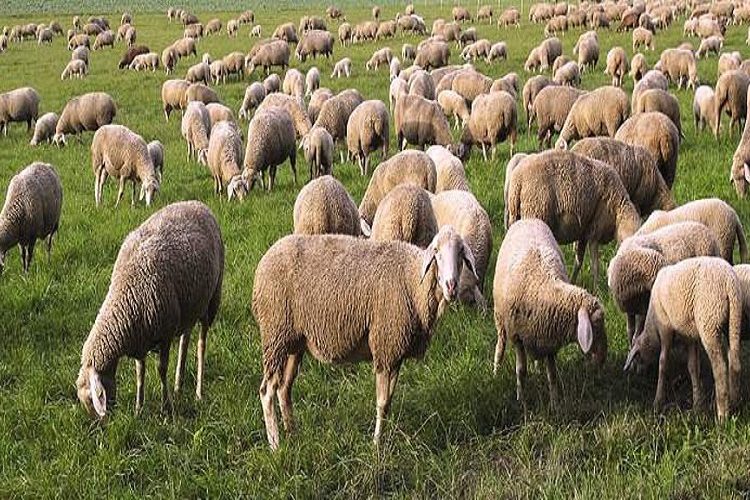 Ηλεία: Συνεχίζεται η απαγόρευση σφαγής σε αιγοπρόβατα λόγω πανώλης