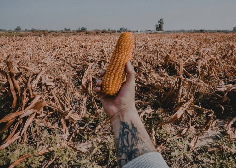 Από τους «πολέμους για το πετρέλαιο» στους «πολέμους για τα τρόφιμα»