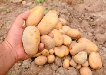 Η κλιματική αλλαγή «χτυπά» την Ελλάδα: Λίγο το λάδι, μικρές οι πατάτες, πλήγμα σε παραγωγές