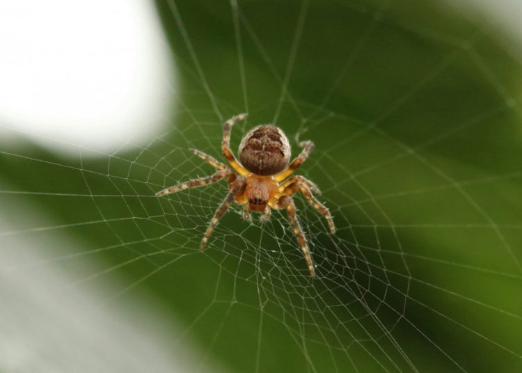 Πύργος: Πέθανε 48χρονος που τον τσίμπησε αράχνη