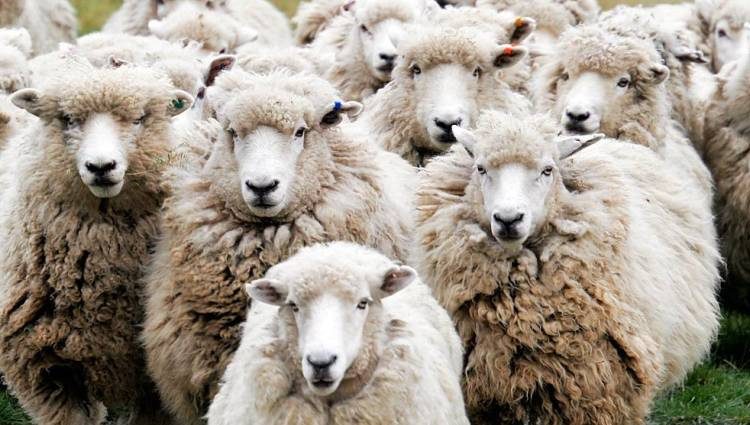 Παραμένει σε καραντίνα η Ηλεία λόγω πανώλης αιγοπροβάτων