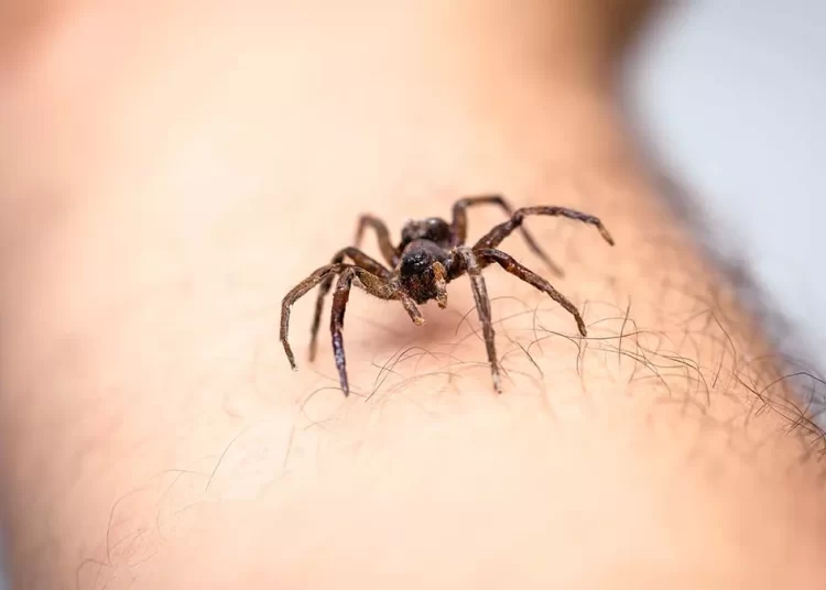 Καφέ αράχνες, μαύροι σκορπιοί και άλλα ζωύφια που πολιορκούν το ελληνικό καλοκαίρι
