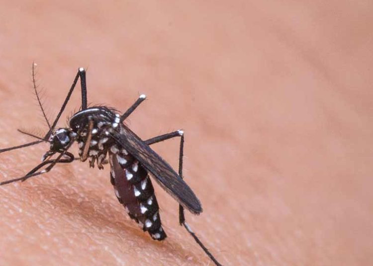 Ιός Δυτικού Νείλου: Νέο κρούσμα στην Ηλεία