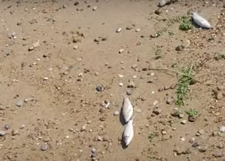 Ροβιάτα: Βρέθηκαν νεκρά ψάρια-Φόβοι για μόλυνση