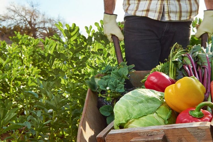 Αγροτικά προϊόντα: Στην Ευρώπη φθηναίνουν, στην Ελλάδα ακριβαίνουν…