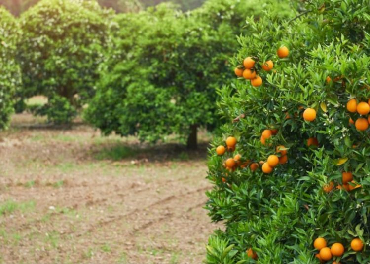Ηλεία: Χωρίς νερό οι καλλιέργειες εσπεριδοειδών εδώ και μέρες
