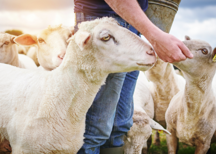 Πανώλη αιγοπροβάτων: Ποιες απαγορεύσεις αίρονται στην Ηλεία-Οι κτηνοτρόφοι ζητούν αποζημιώσεις