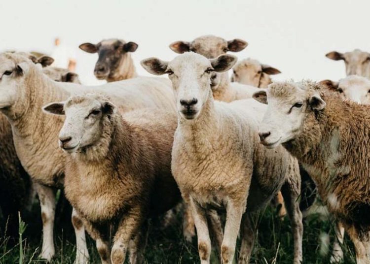 Βαρθολομιό: Νέα κρούσματα πανώλης σε μονάδα