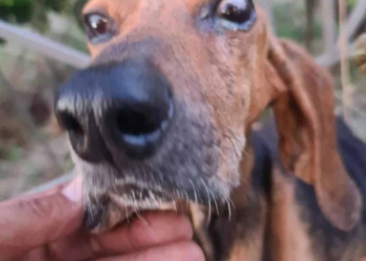 Κρέστενα: Επικήρυξαν τον δράστη που πέταξε σκύλο στο ποτάμι