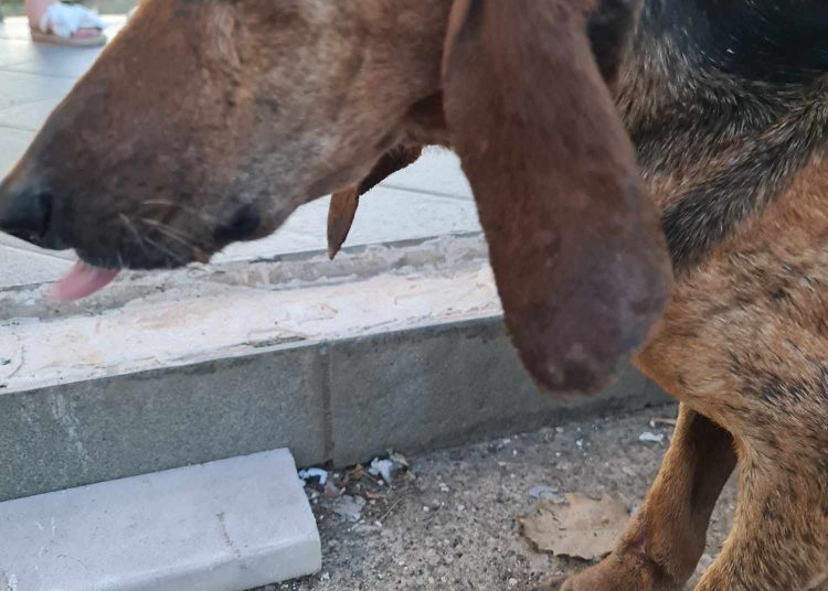 Ηλεία: Πως βρήκαν το σκυλί στο ποτάμι-Χρειάζεται οικονομική στήριξη για την σωτηρία του