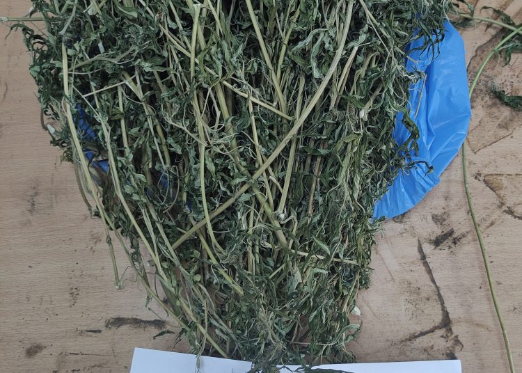 Πύργος: Καλλιεργούσε στο σπίτι του δέντρα κάνναβης