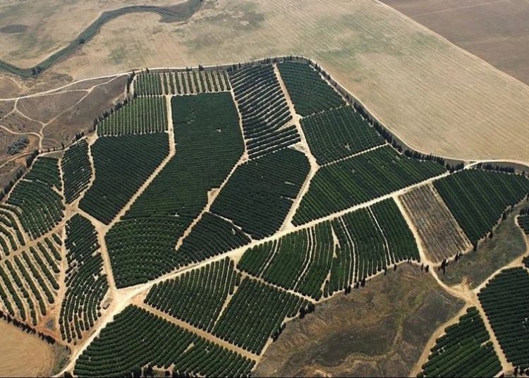 To Iσραήλ αναδασώνει έρημο με πεύκα από τον Πύργο!
