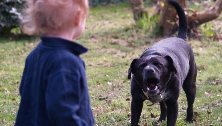Αχαΐα: Σκύλος επιτέθηκε σε παιδί-Μπήκε μπροστά ο παππούς