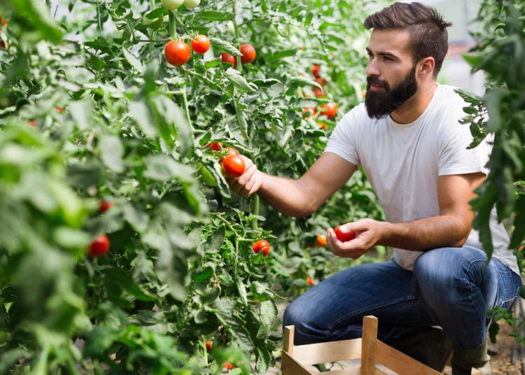 Nέοι αγρότες – Τα κριτήρια και τα ποσά ενίσχυσης της νέας περιόδου