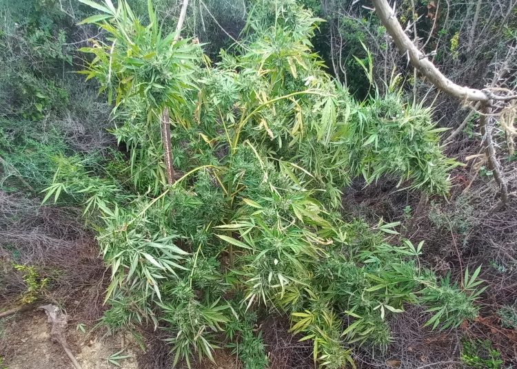 Γαστούνη: Είχε φυτέψει σε δάσος δέντρα ναρκωτικών