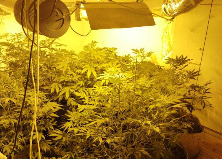 Πύργος: Καλλιεργούσαν μέσα στο διαμέρισμα 81 φυτά κάνναβης