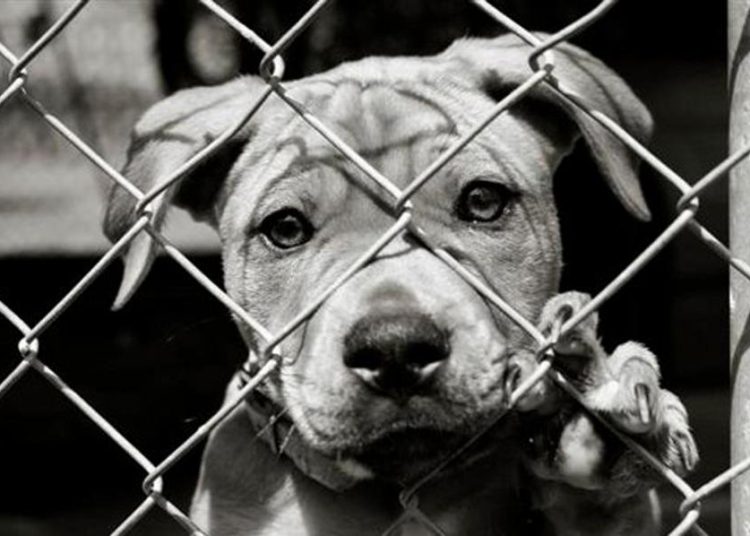 Δ. Ελλάδα: Τρίτη πανελλαδικά στην κακοποίηση ζώων το 2023