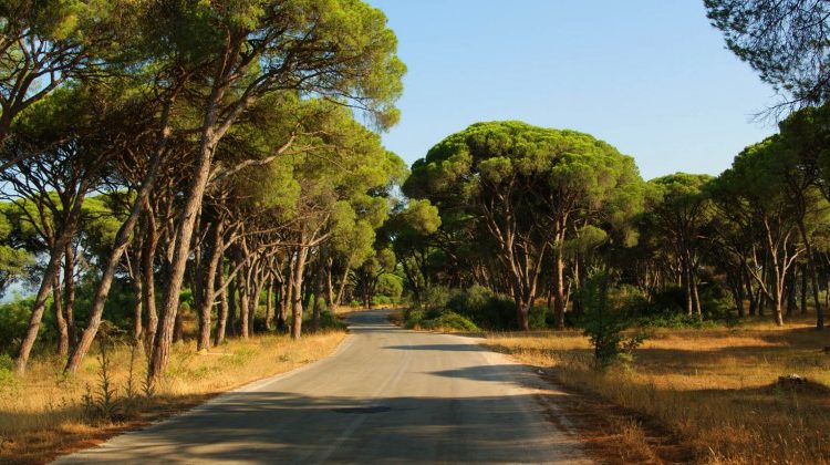 Ναρκωτικά χιλιάδων ευρώ «θαμμένα» στo δάσος της Στροφυλιάς