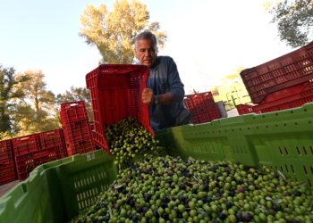 Λάδι: Ο κορυφαίος παραγωγός παγκοσμίως «βλέπει» μείωση 50% στο ιλιγγιώδες ράλι – Πόσο θα το αγοράζουμε στην Ελλάδα