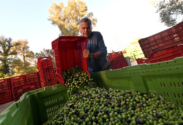 Λάδι: Ο κορυφαίος παραγωγός παγκοσμίως «βλέπει» μείωση 50% στο ιλιγγιώδες ράλι – Πόσο θα το αγοράζουμε στην Ελλάδα