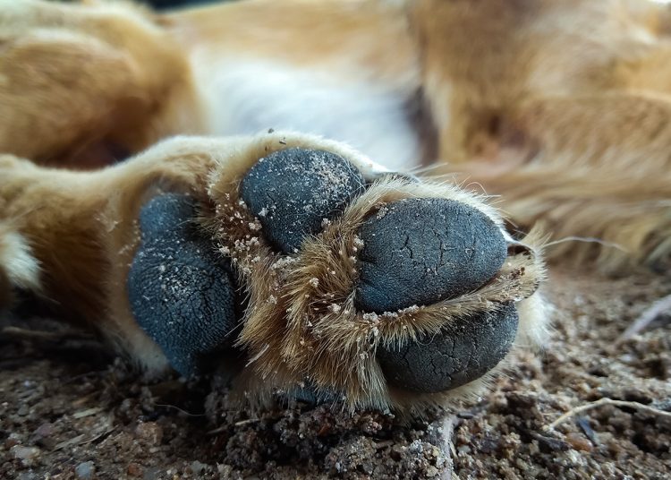 Σπιάντζα: Φρίκη με τα καμένα σκυλιά-Ποιος είναι ο δολοφόνος