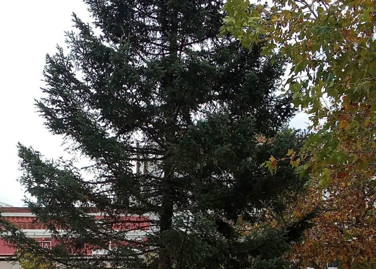 ΠΥΡΓΟΣ: Αναβλήθηκε η εκδήλωση για τη φωταγώγηση του δένδρου