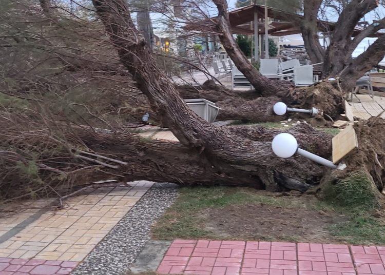 ΚΟΥΡΟΥΤΑ: Οι ισχυροί άνεμοι ξερίζωσαν δένδρα