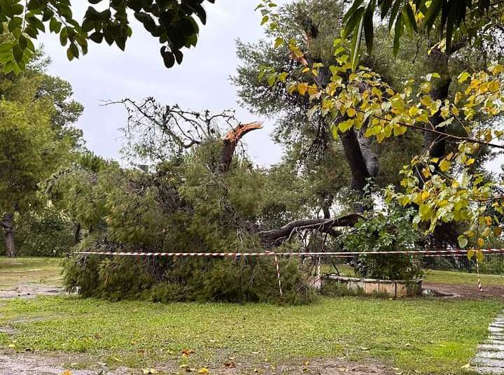 Πύργος: Πτώσεις δένδρων στο Επαρχείο