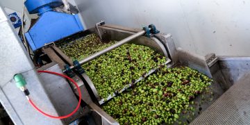 Ελαιόλαδο: «Ασανσέρ» η τιμή του τενεκέ