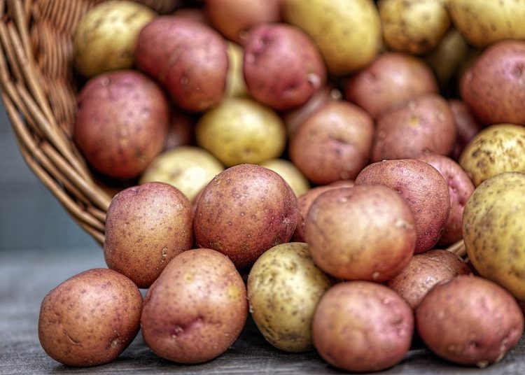 Κλιματική κρίση: Επιστήμονες τροποποίησαν πατάτες ώστε να αντέχουν τους καύσωνες