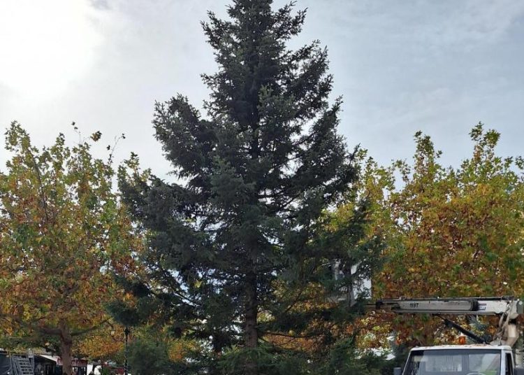 ΠΥΡΓΟΣ: Τοποθετήθηκε το Χριστουγεννιάτικο Δέντρο στην κεντρική πλατεία-Αναβλήθηκε η φωταγώγησή του