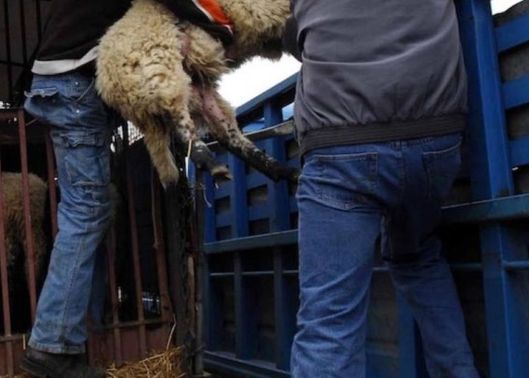 Πάτρα: Κρεοπώλης έκλεβε & σκότωνε ζώα μαζί με την έγκυο σύζυγό του