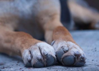 Βάρδα: Άφηνε τον σκύλο νηστικό και χωρίς νερό-Συνελήφθη