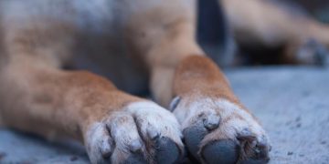 Βάρδα: Άφηνε τον σκύλο νηστικό και χωρίς νερό-Συνελήφθη