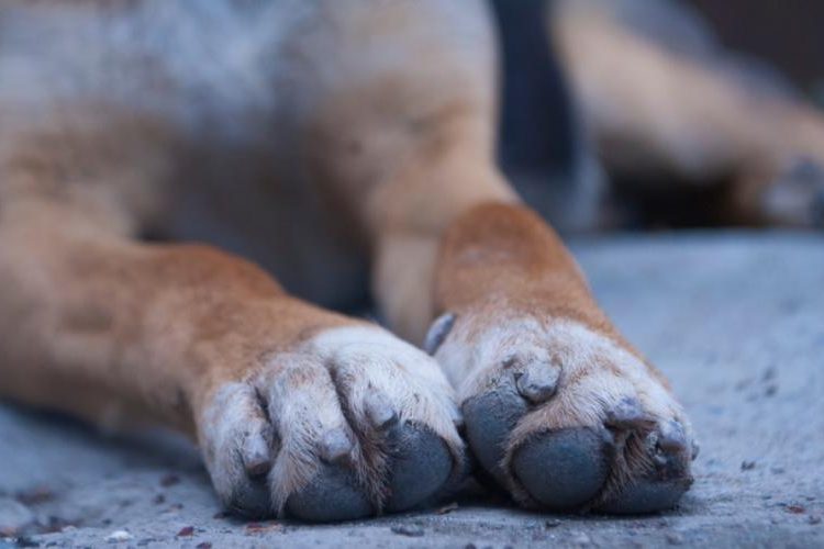 Βάρδα: Άφηνε τον σκύλο νηστικό και χωρίς νερό-Συνελήφθη