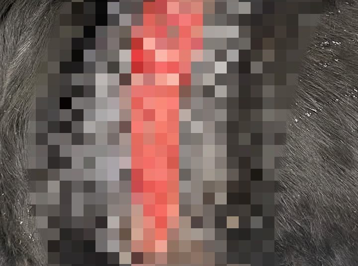 Βροχίτσα: Φρίκη με κακοποίηση σκύλου-Σχεδόν κομμένος στην μέση