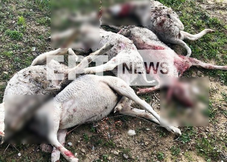 Κρέστενα – Ανδρίτσαινα: Τσακάλια και λύκοι αφανίζουν την κτηνοτροφία