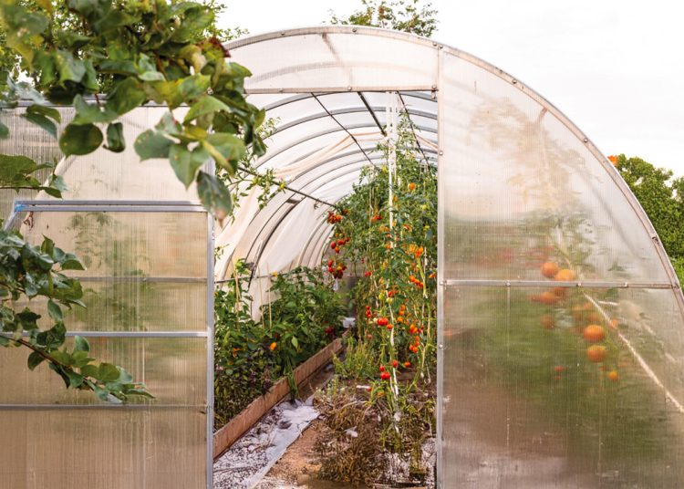 Αγροτικά: Ξεκινά πρόγραμμα ενίσχυσης για καλλιέργειες θερμοκηπίων