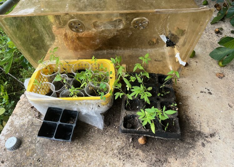 Πύργος: Καλλιεργούσε 73 δέντρα κάνναβης στο σπίτι του-Ετοιμαζόταν να πουλήσει