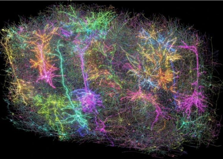 Eγκέφαλος θηλαστικών: Ένας κόκκος ιστού-χιλιόμετρα συνδέσεων ανακάλυψαν