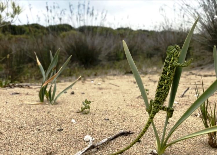 Εντοπίστηκε πληθυσμός αφρικανικού χαμαιλέοντα στην Πελοπόννησο