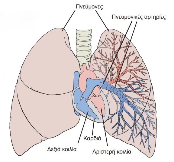 Πνευμονική Υπέρταση: Η σημασία της έγκαιρης διάγνωσης & θεραπείας