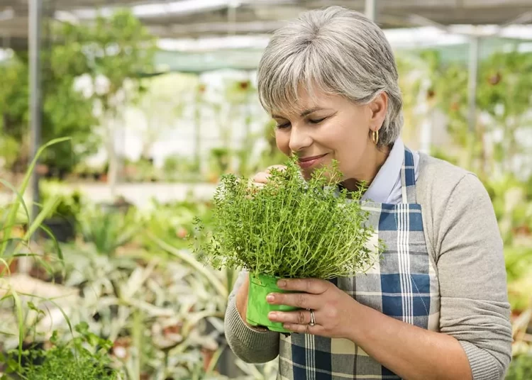 Το αντιφλεγμονώδες ελληνικό βότανο που καταπολεμά διαβήτη και κατάθλιψη