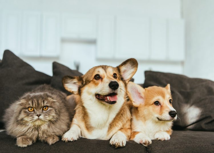 Ξεκινούν τα πρόστιμα για DNA κατοικιδίων από 1η Ιουλίου