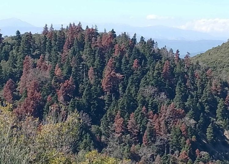 Πελοπόννησος: Τα έλατα ξεραίνονται-Τι λένε οι ειδικοί-Τι γίνεται στην Ηλεία