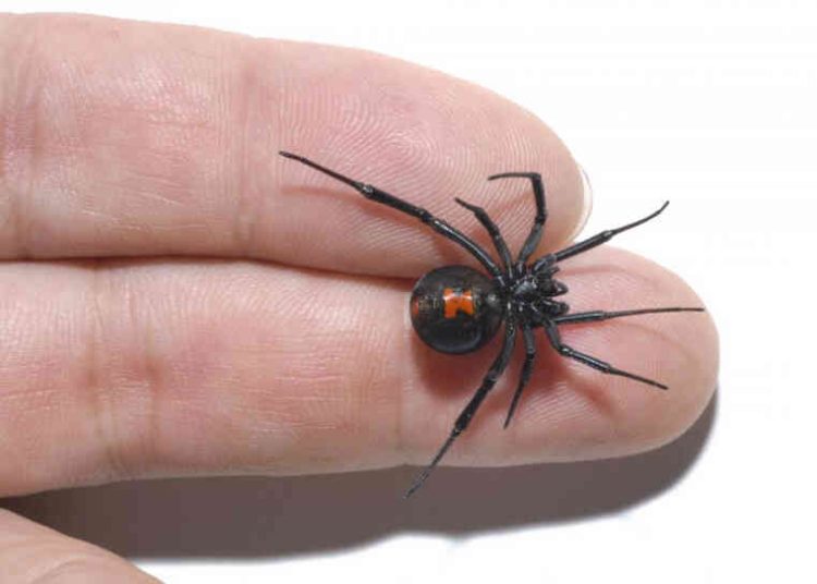 ΕΟΔΥ: Τι πρέπει να κάνουμε εάν μας τσιμπήσει μια αράχνη «μαύρη χήρα»