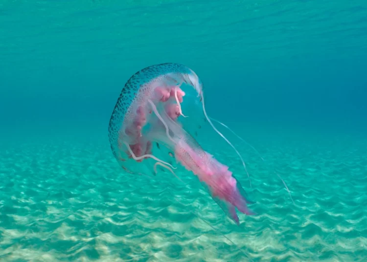 Μωβ μέδουσες: Εξαπλώνονται στις ελληνικές θάλασσες – Πότε είναι επικίνδυνο το τσίμπημά τους, οι οδηγίες του ΕΟΔΥ