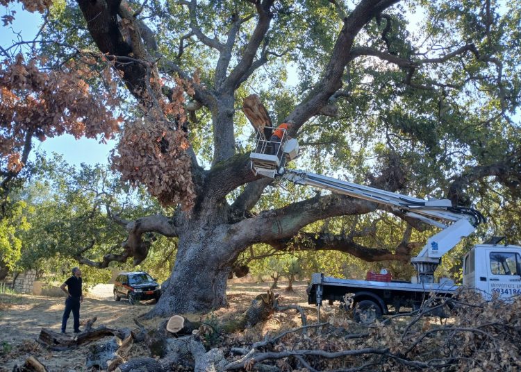Κολίρι: Eργασίες θωράκισης του υπεραιωνόβιου δέντρου του Αϊ-Λιά